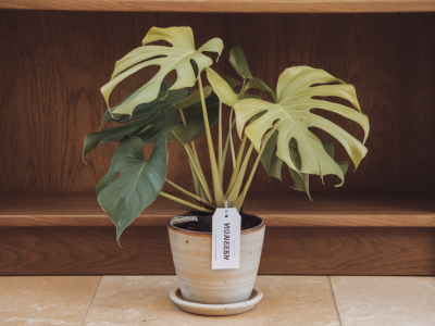Pourquoi les feuilles de votre monstera jaunissent et comment y remédier