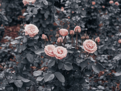 Comment multiplier un rosier par bouturage en quatre étapes sans serre ni matériel pro