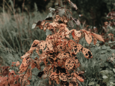 Quelle technique simple pour sauver un rosier attaqué par la rouille et retrouver une floraison abondante en quelques semaines