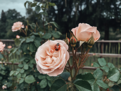 Comment empêcher les fourmis d'élever des pucerons sur vos rosiers sans recourir aux pesticides