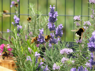 Comment concevoir une bordure mellifère compacte pour attirer abeilles et bourdons toute la saison dans un petit jardin