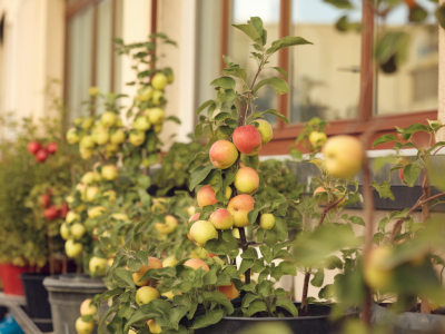Comment démarrer un verger de pots sur balcon avec pommiers nains, variétés recommandées et calendrier de soins