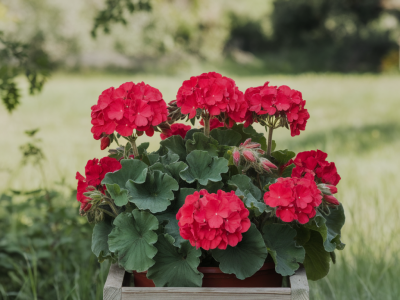 Comment faire refleurir un géranium lierre en pot après un été pluvieux : rempotage, taille et fertilisation ciblée