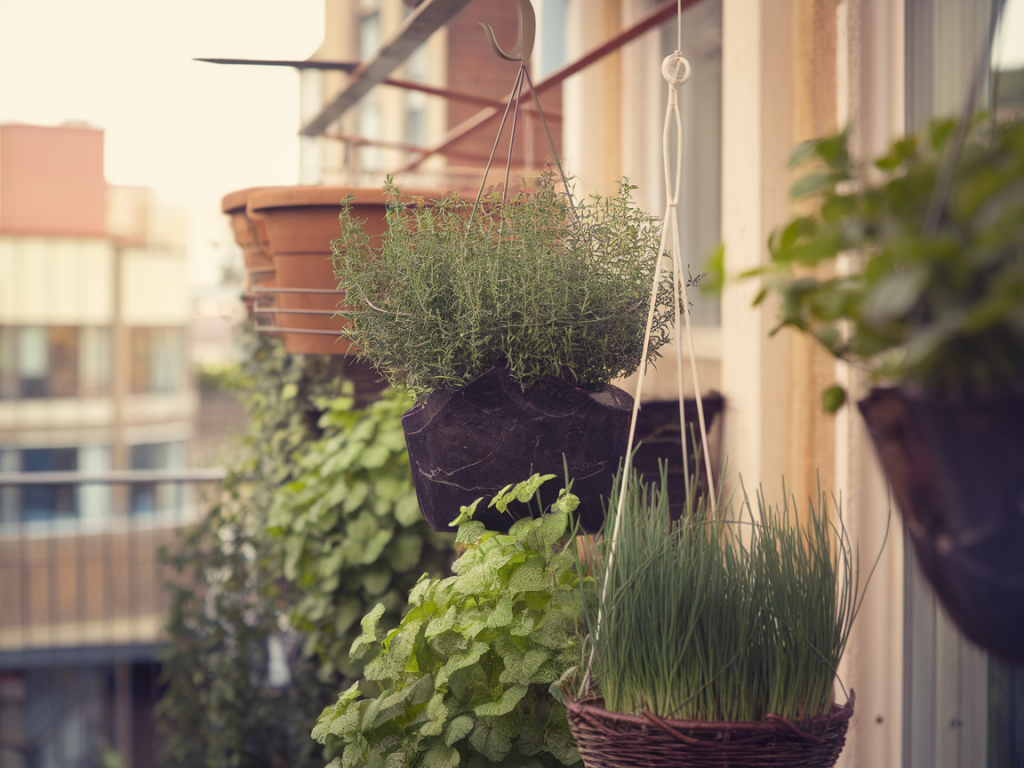 Comment créer un coin aromatique suspendu sur un balcon exposé nord pour récolter thym, menthe et ciboulette toute l'année