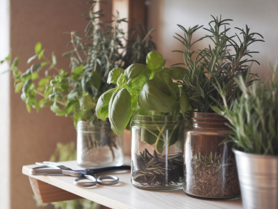 Les bienfaits insoupçonnés des plantes aromatiques dans votre cuisine